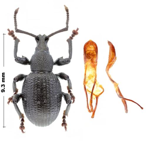 Réf. 316 990 : Otiorhynchus euboicus